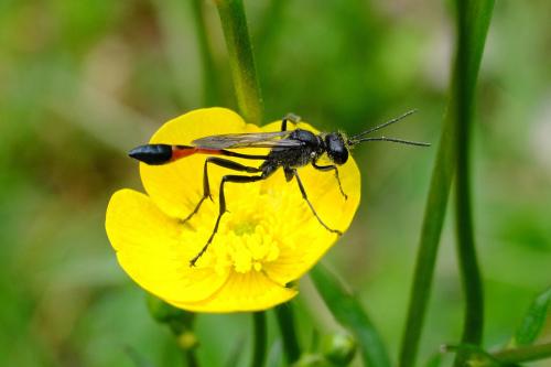 Ammophila sabulosa